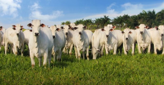 Conheça os países com maior área destinada a agropecuária