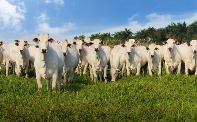 femeas da sino agropecuaria femeas da sino agropecuaria