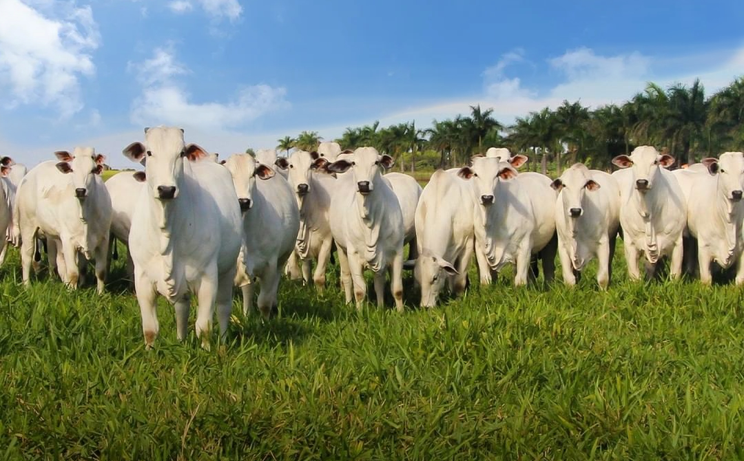 femeas da sino agropecuaria