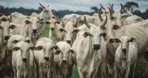 fotao - vacas nelore a pasto com bezerro no pe - fotos romancini