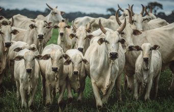fotao - vacas nelore a pasto com bezerro no pe - fotos romancini