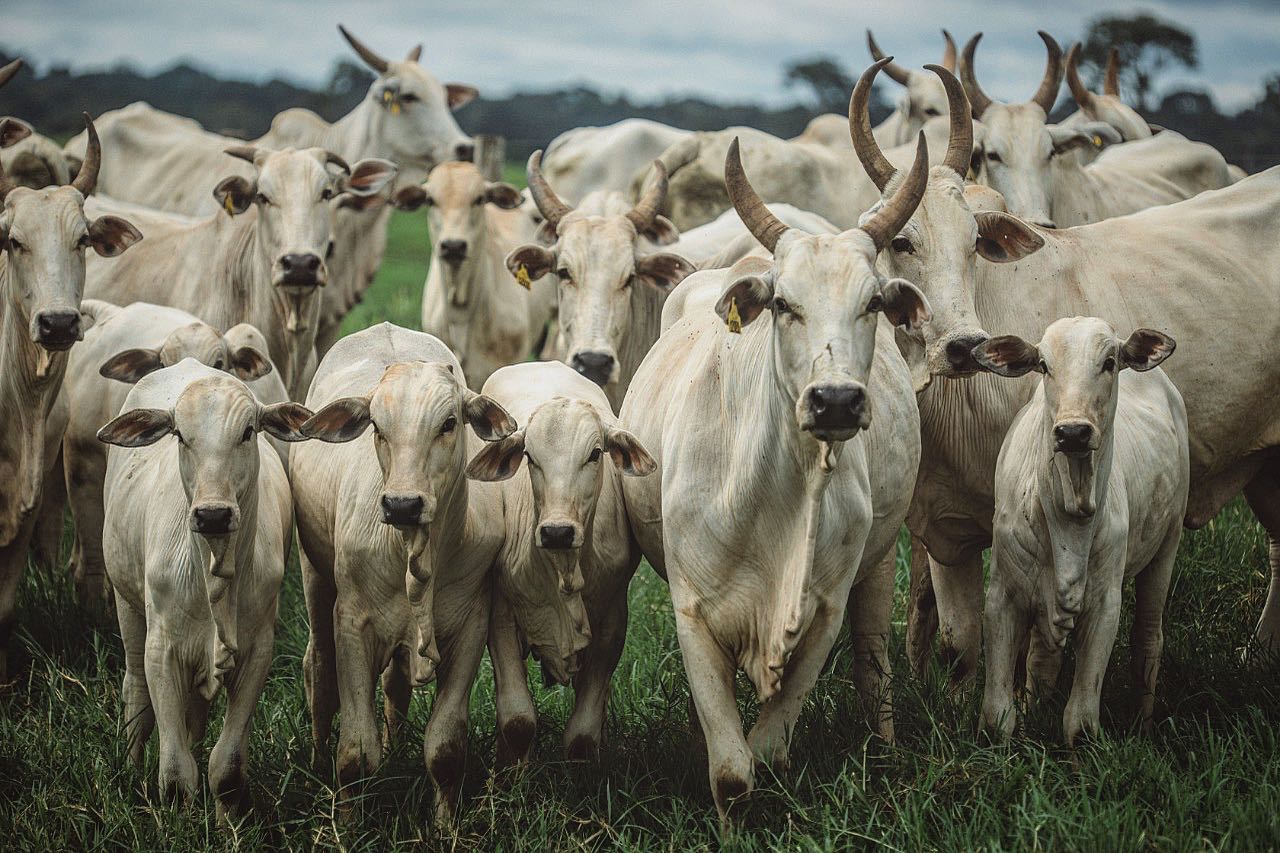 fotao - vacas nelore a pasto com bezerro no pe - fotos romancini