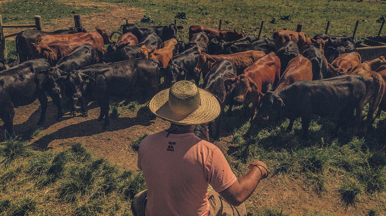 gado cruzado - red angus e angus vaqiueiro tocando o gado - fotos romancini