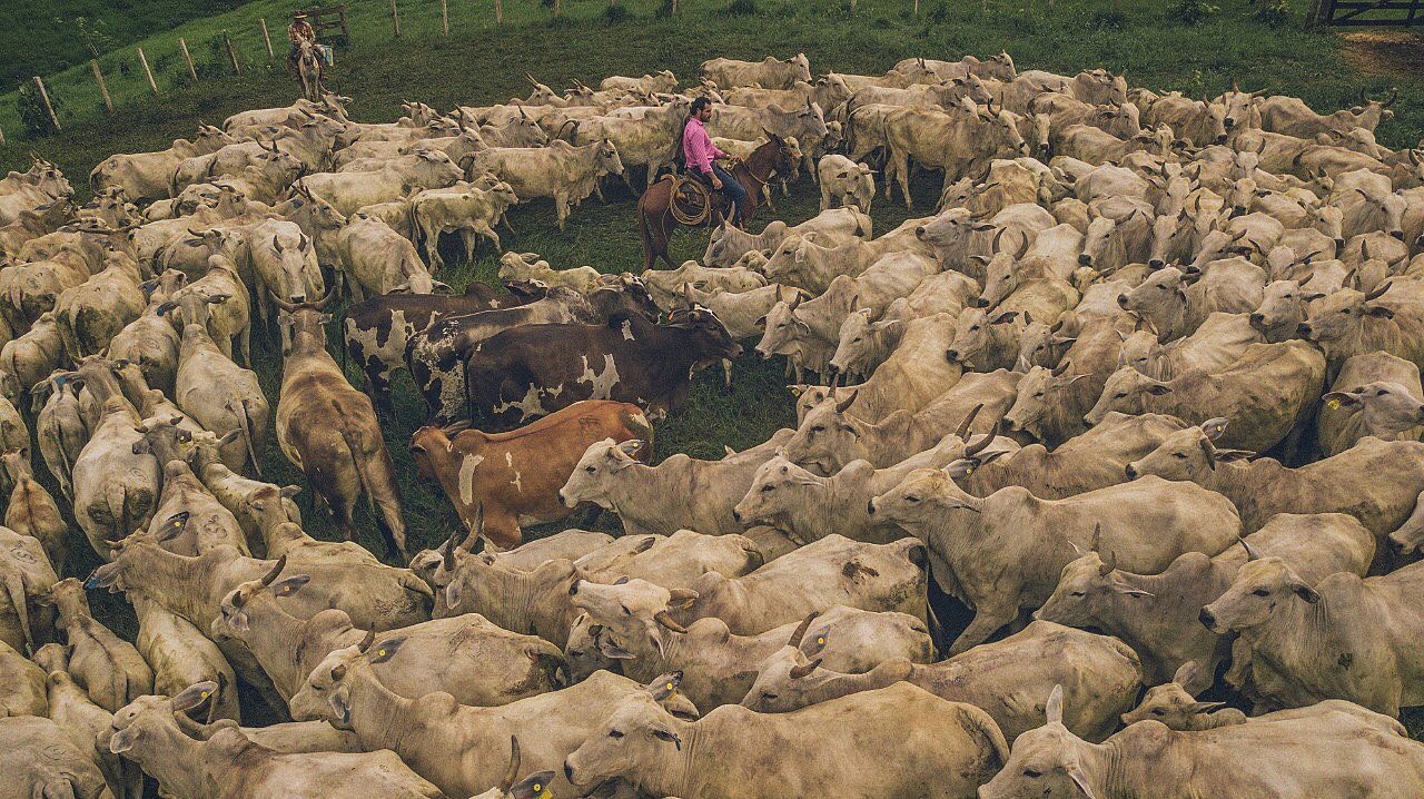 rodeio do gado muito gado fotao com vaqueiro ao centro - fotos romancini