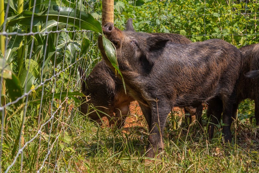 telas de protecao na plantacao de milho contra os invasores - capivara - cateto- javali