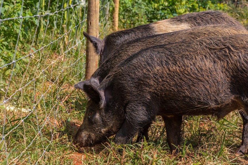 telas de protecao na plantacao de milho contra os invasores - capivara - cateto- javali
