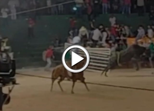 touro invade arquibancada