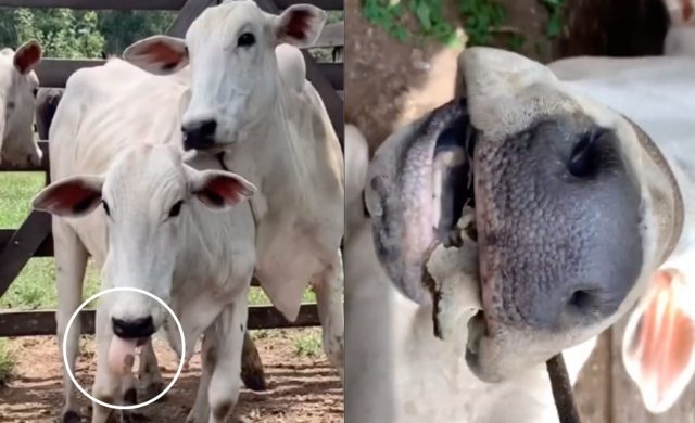 vaca com osso na boca - detalhe osso vaca com osso na boca - detalhe osso