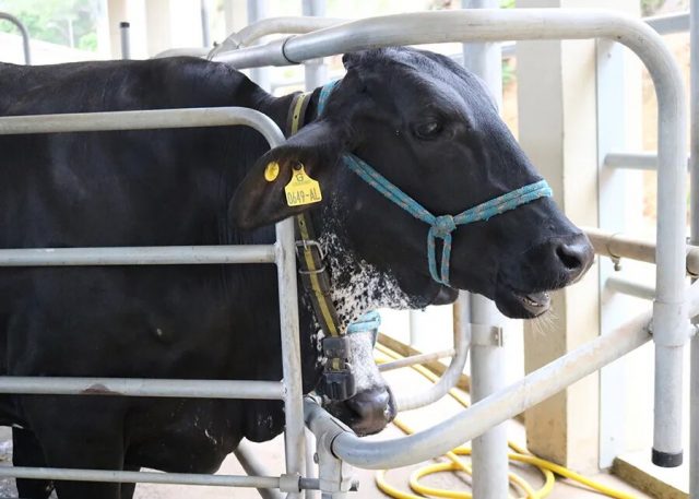 VACA