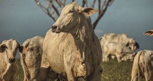 vaca nelore em destaque fotao - fotos romancini