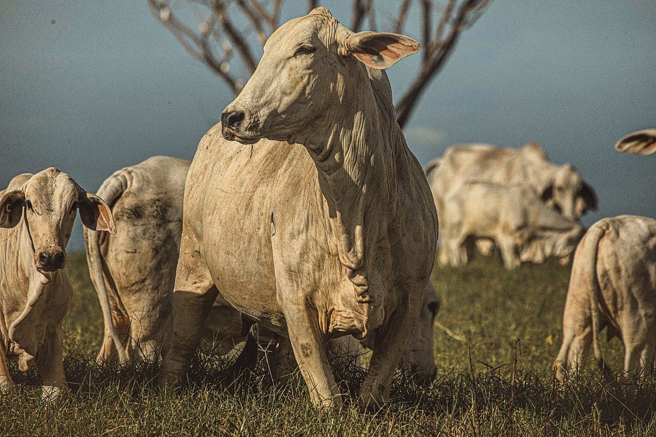 vaca nelore em destaque fotao - fotos romancini