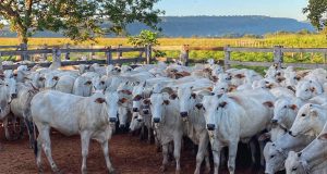 vacada nelore em rondonopolis - com serra ao fundo