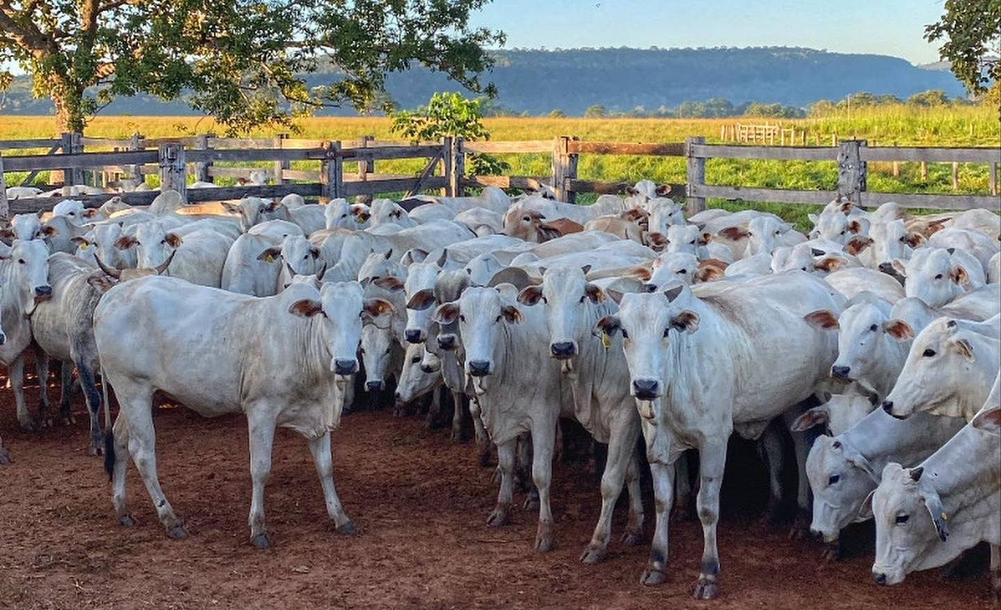 vacada nelore em rondonopolis - com serra ao fundo