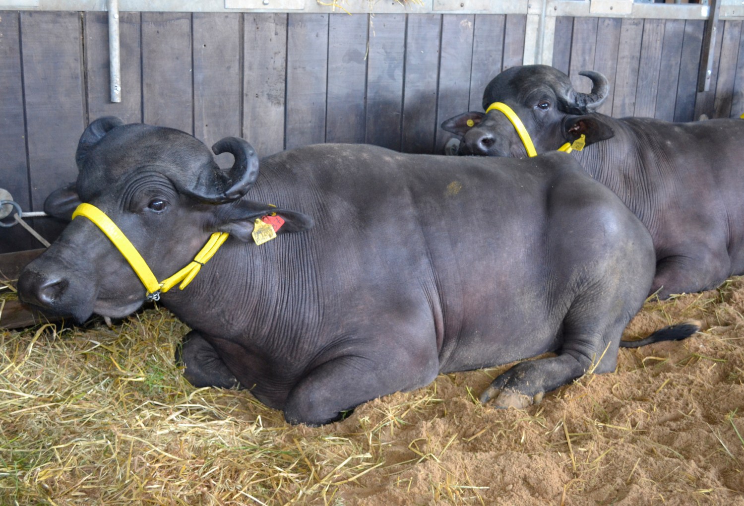 Búfalos estreiam na Fenasul Expoleite em Esteio, RS