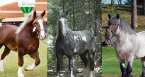 Conheça o trio de ferro peso pesado do mundo dos cavalos