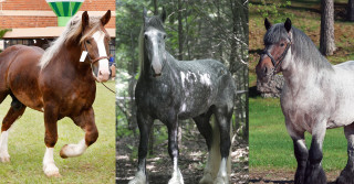 Conheça o trio de ferro peso pesado do mundo dos cavalos