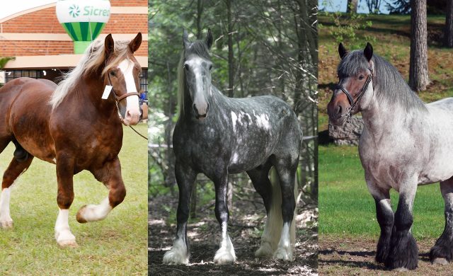 Conheça o trio de ferro peso pesado do mundo dos cavalos