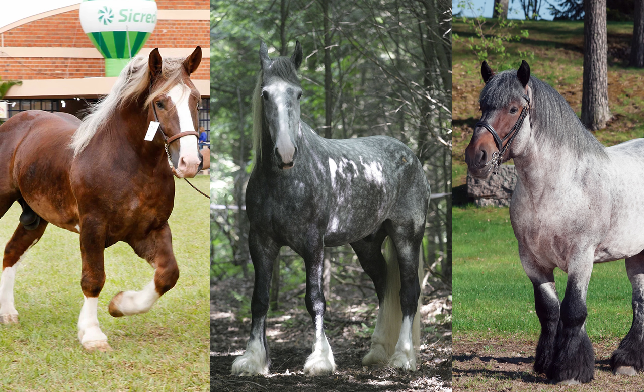 Conheça o trio de ferro peso pesado do mundo dos cavalos