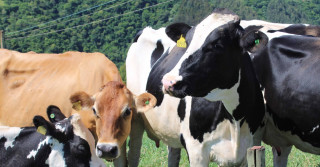 Cresce a concentração na produção de leite em SC