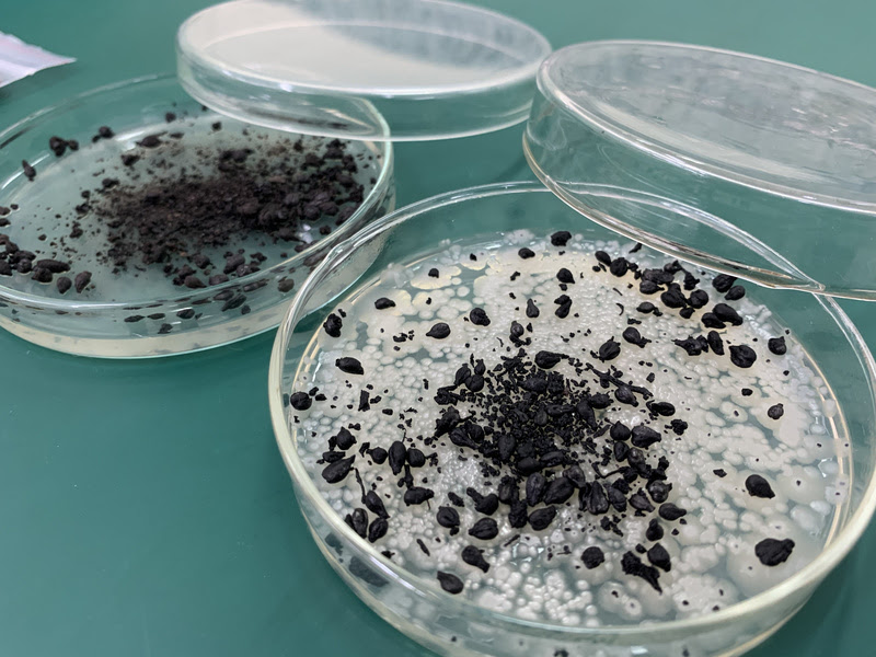 Estudo desenvolve biochar que, adicionado aos adubos químicos, deve reter microrganismos benéficos ao solo e ao crescimento das plantas