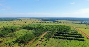 Eucalipto e pasto no Sul do Pará - foto aerea fazenda fotao - ILPF