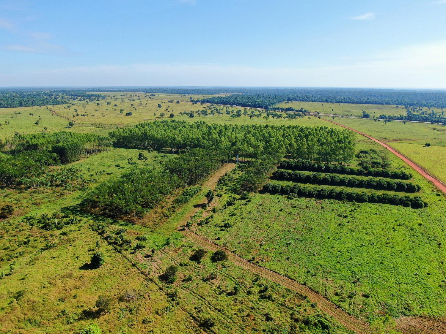 Eucalipto e pasto no Sul do Pará - foto aerea fazenda fotao - ILPF