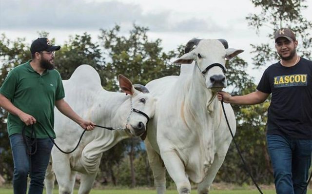 Fazenda Terra Prometida