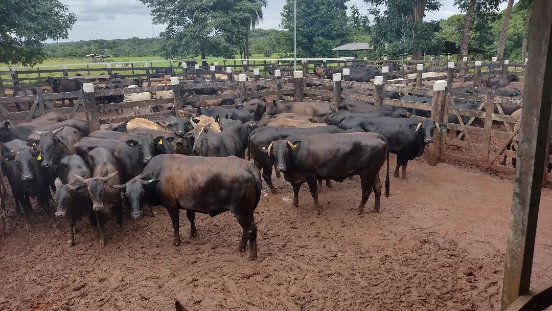 Fazenda no Pará atinge 67% de taxa de prenhez com embriões ABS