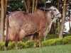 Grande Campeã Gir Leiteiro da Expozebu:2022 - Campeã Fiv Cabo Verde [Sansão x Fábrica de Bras]