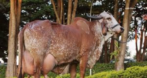 Grande Campeã Gir Leiteiro da Expozebu:2022 - Campeã Fiv Cabo Verde [Sansão x Fábrica de Bras]