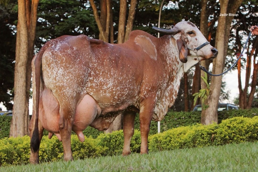 Grande Campeã Gir Leiteiro da Expozebu:2022 - Campeã Fiv Cabo Verde [Sansão x Fábrica de Bras]