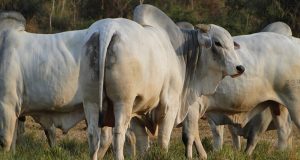 PO ou CEIP? Saiba qual genética traz o maior retorno sobre o investimento para sua fazenda