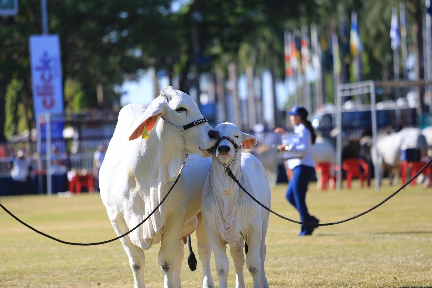 Julgamento de pista da raça Brahman na Expozebu