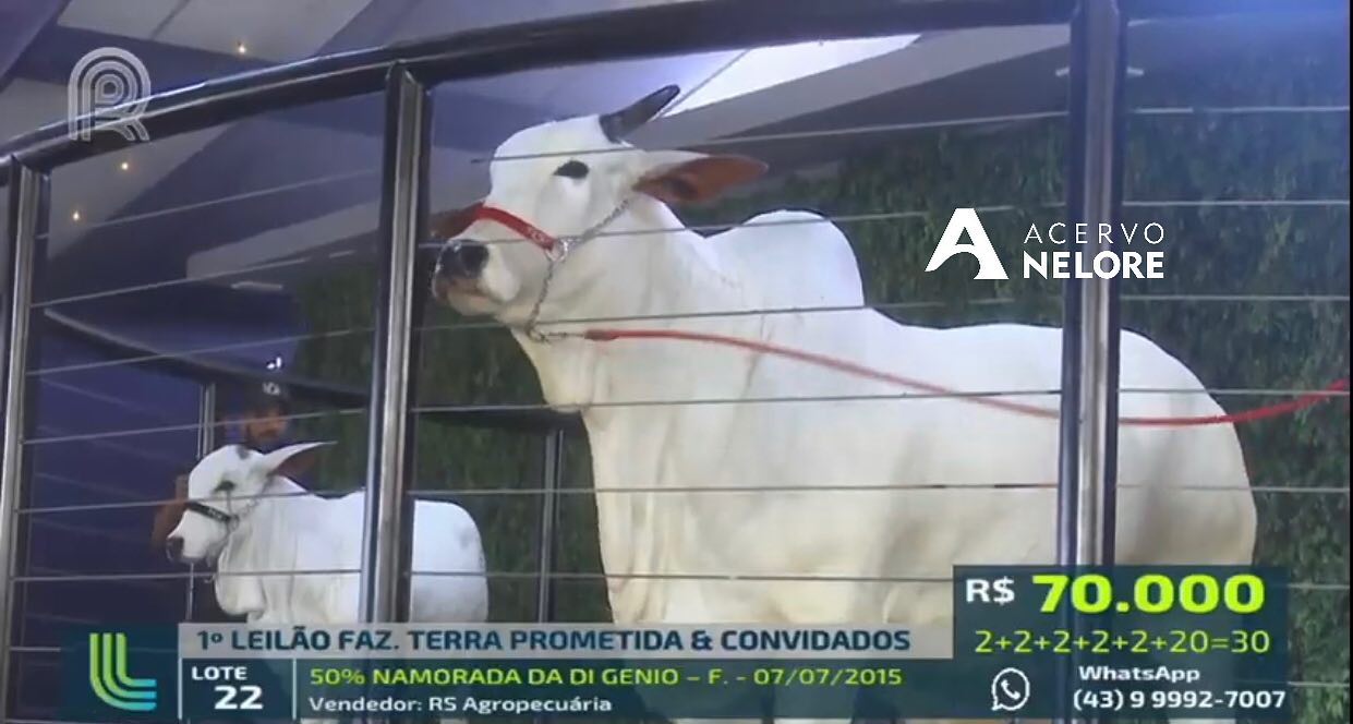 Matriz Nelore NAMORADA DA DI GÊNIO  Leilão Terra Prometida