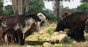 Milho hidropônico na alimentação do gado equinos e caprinos