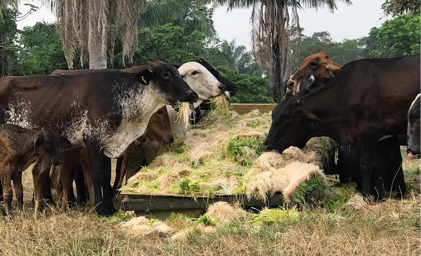 Milho hidropônico na alimentação do gado equinos e caprinos