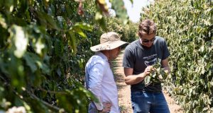 Norte de Minas Gerais na rota dos cafés especiais