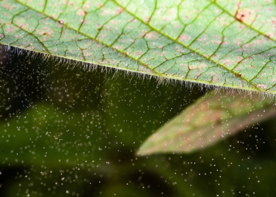 Novas descobertas guiam o manejo da ferrugem-asiática na soja