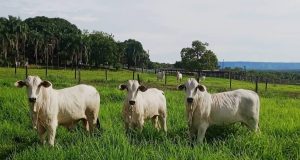 Prova de Ganho em Peso de bovinos acontece em Silvanópolis, no Tocantins