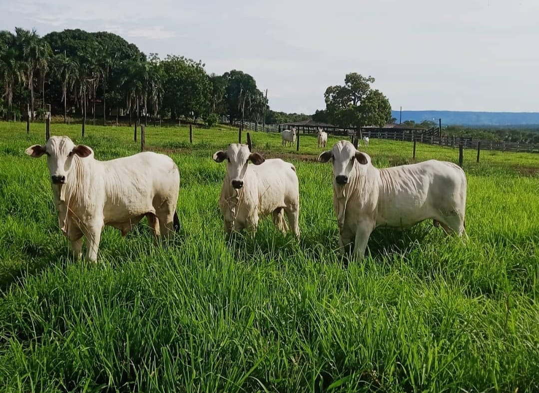 Prova de Ganho em Peso de bovinos acontece em Silvanópolis, no Tocantins