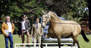 Puro Sangue Lusitano elege os Grandes Campeões de 2022 - Foto 1 - Ney Messi