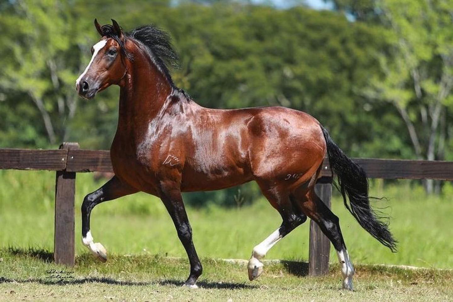 Quebracho do Minatto - Teorema da Morada Nova X Distinta MSP - mangalarga marchador