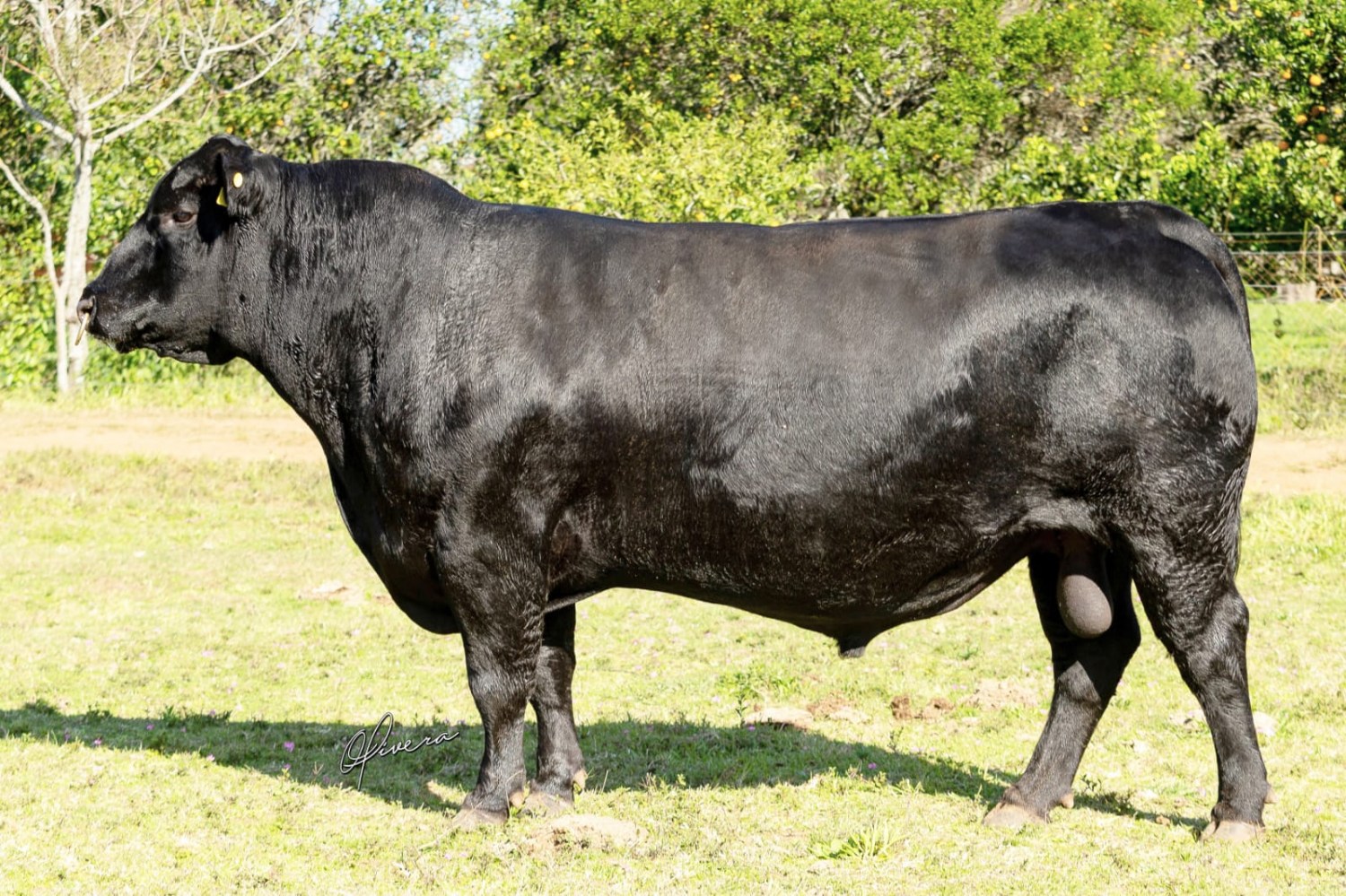 S2 Venture - Gabriel Oliveira, Agência El Campo