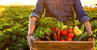 investimento no setor de alimentício