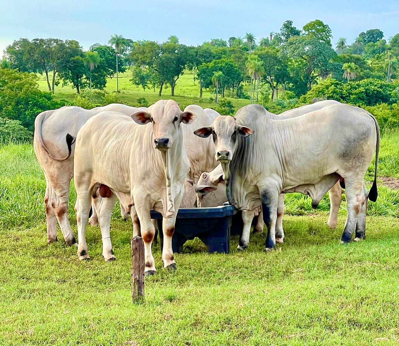 Touros Nelore que vão para o Neloraço 2022 - cocho proteinado