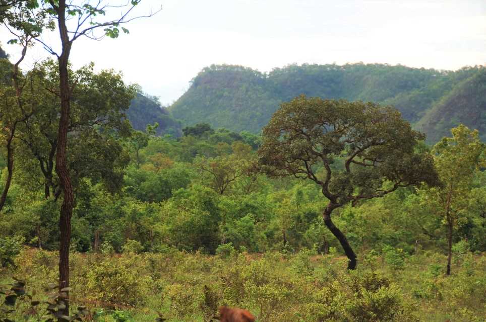 Vegetação-Cerrado-Matopiba