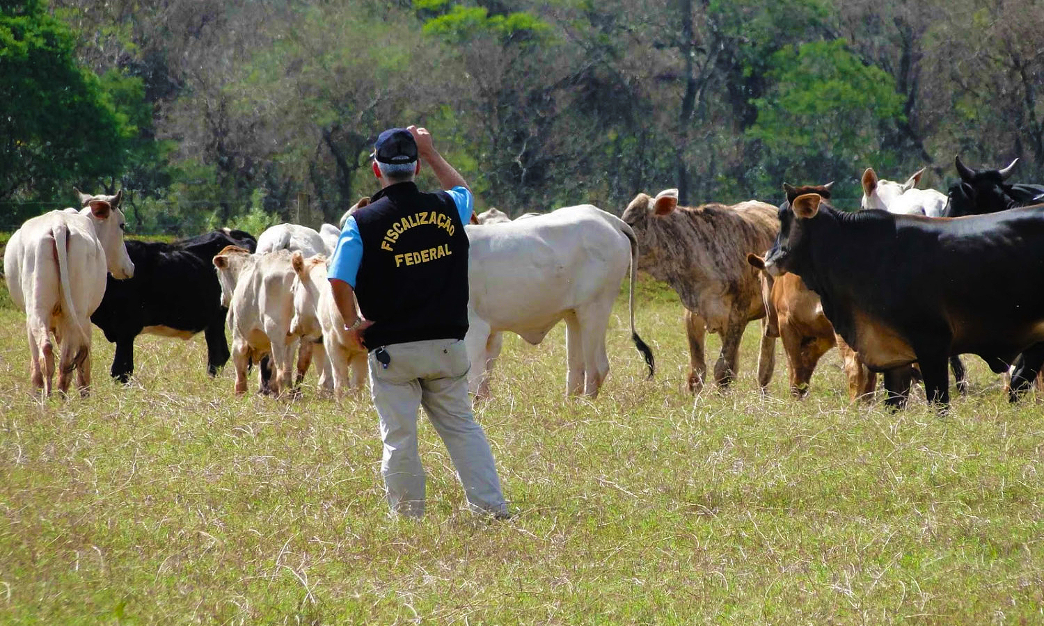 auditor-fiscal-agropecuario