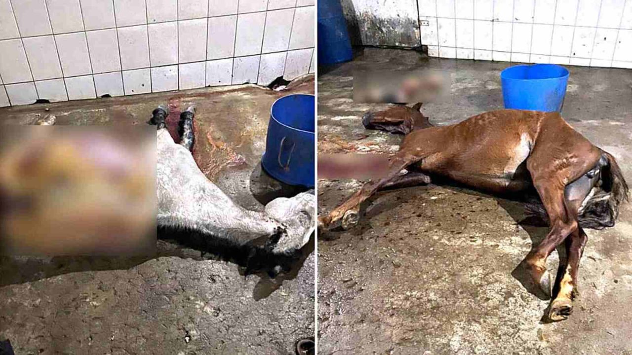 Homens são presos por abate e venda de carne de cavalo em SC