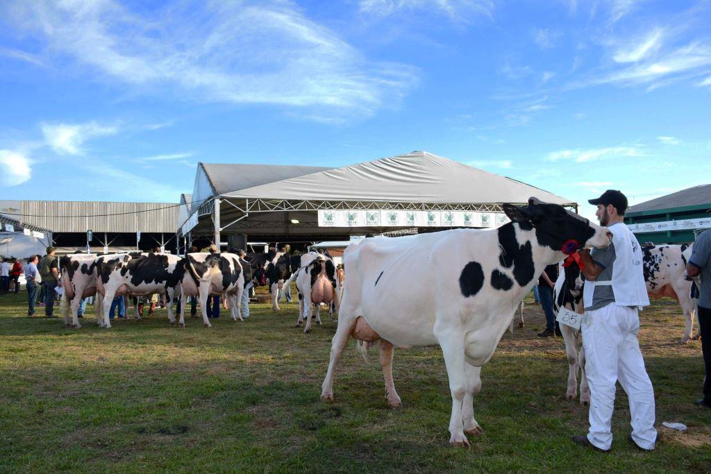 fenasul expoleite