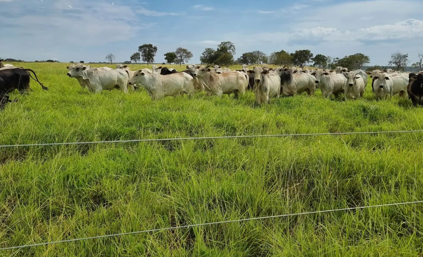 gado no pasto - engorda de boiada a pasto